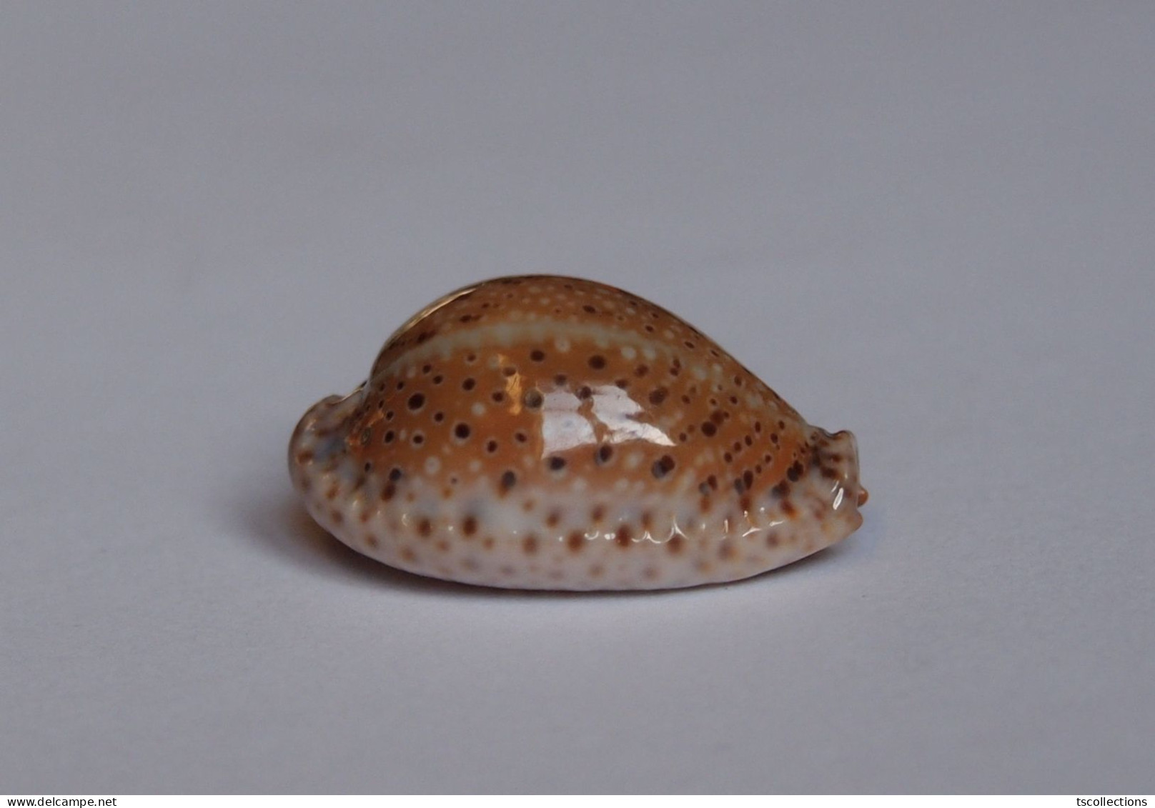 Cypraea Ocellata - Coquillages