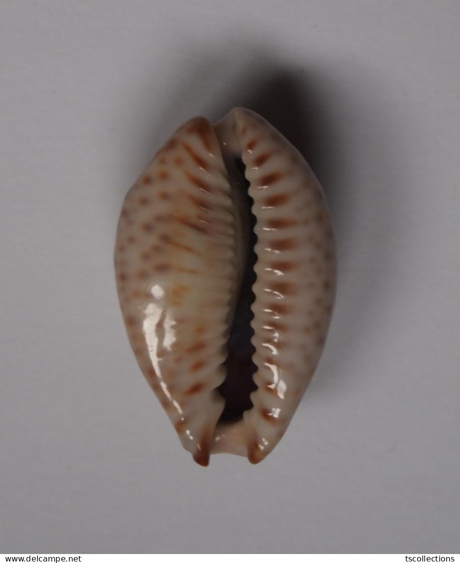 Cypraea Ocellata - Coquillages