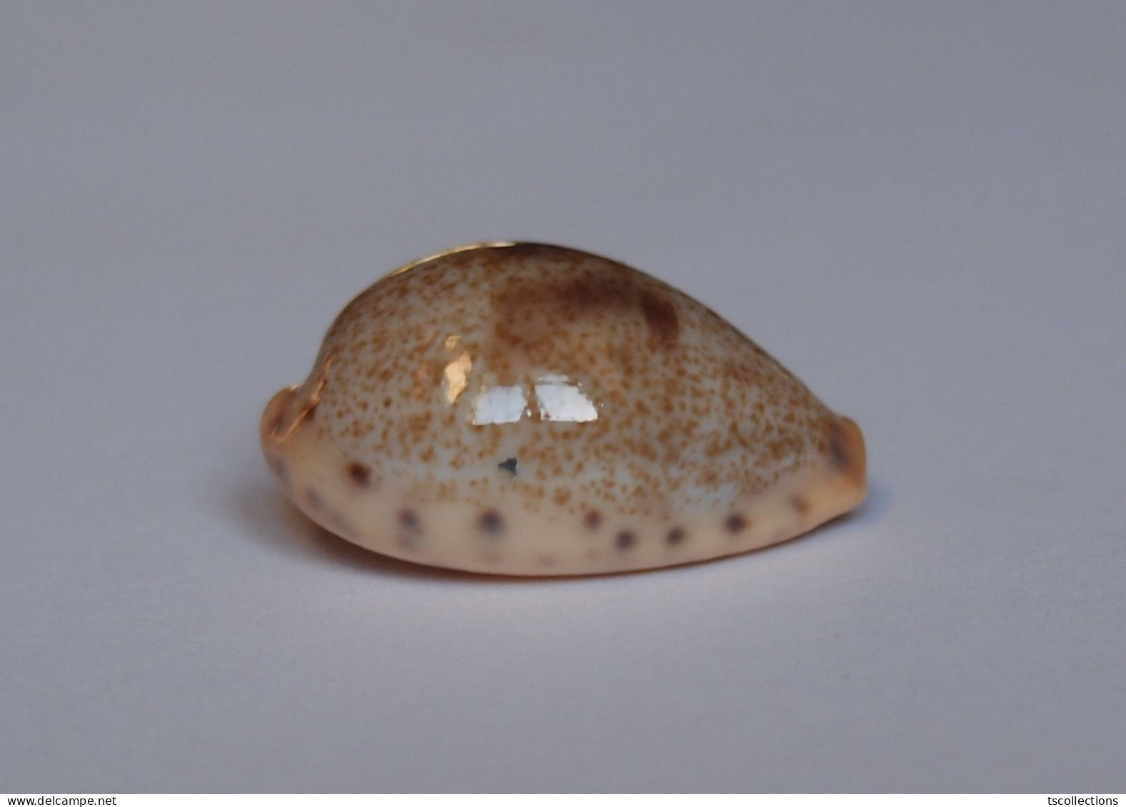 Cypraea Walkeri - Coquillages