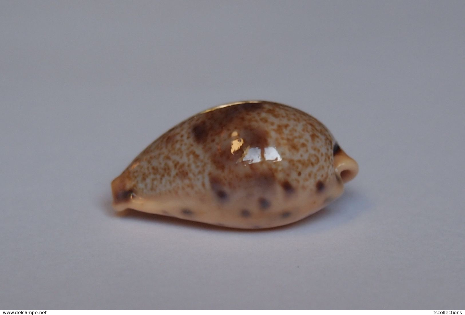 Cypraea Walkeri - Coquillages