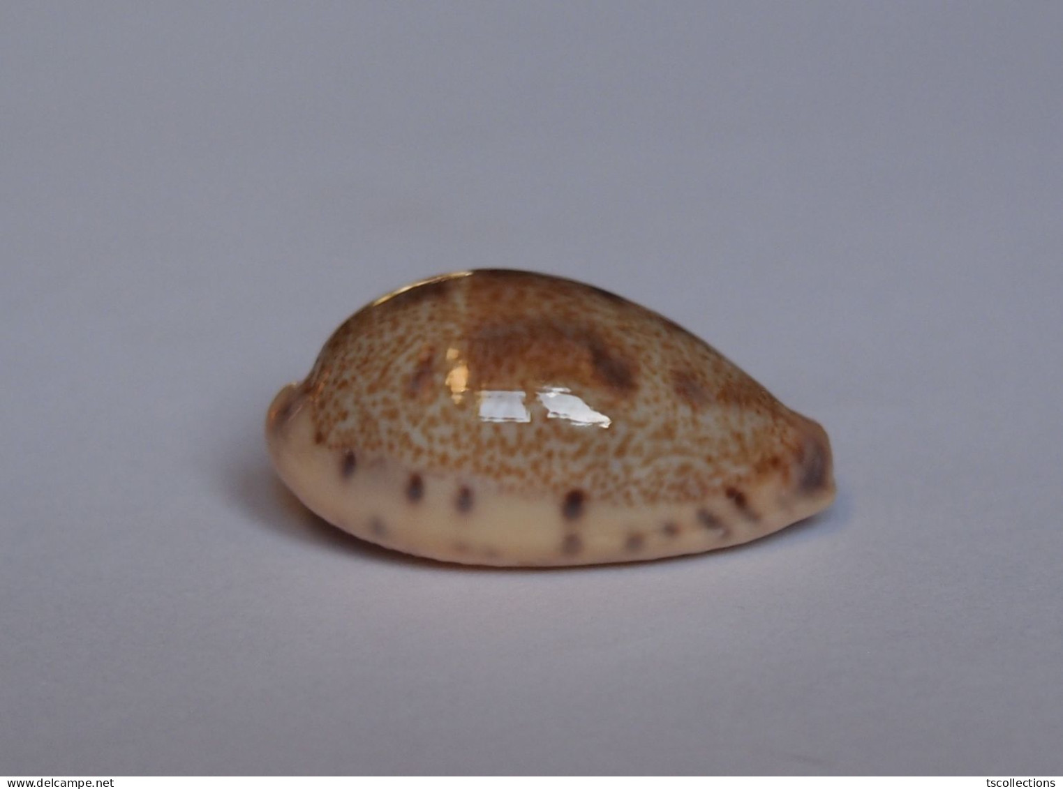 Cypraea Walkeri - Coquillages