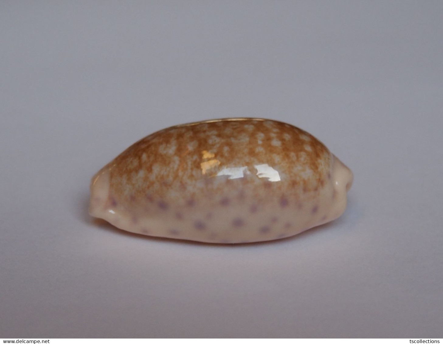 Cypraea Chinensis - Coquillages