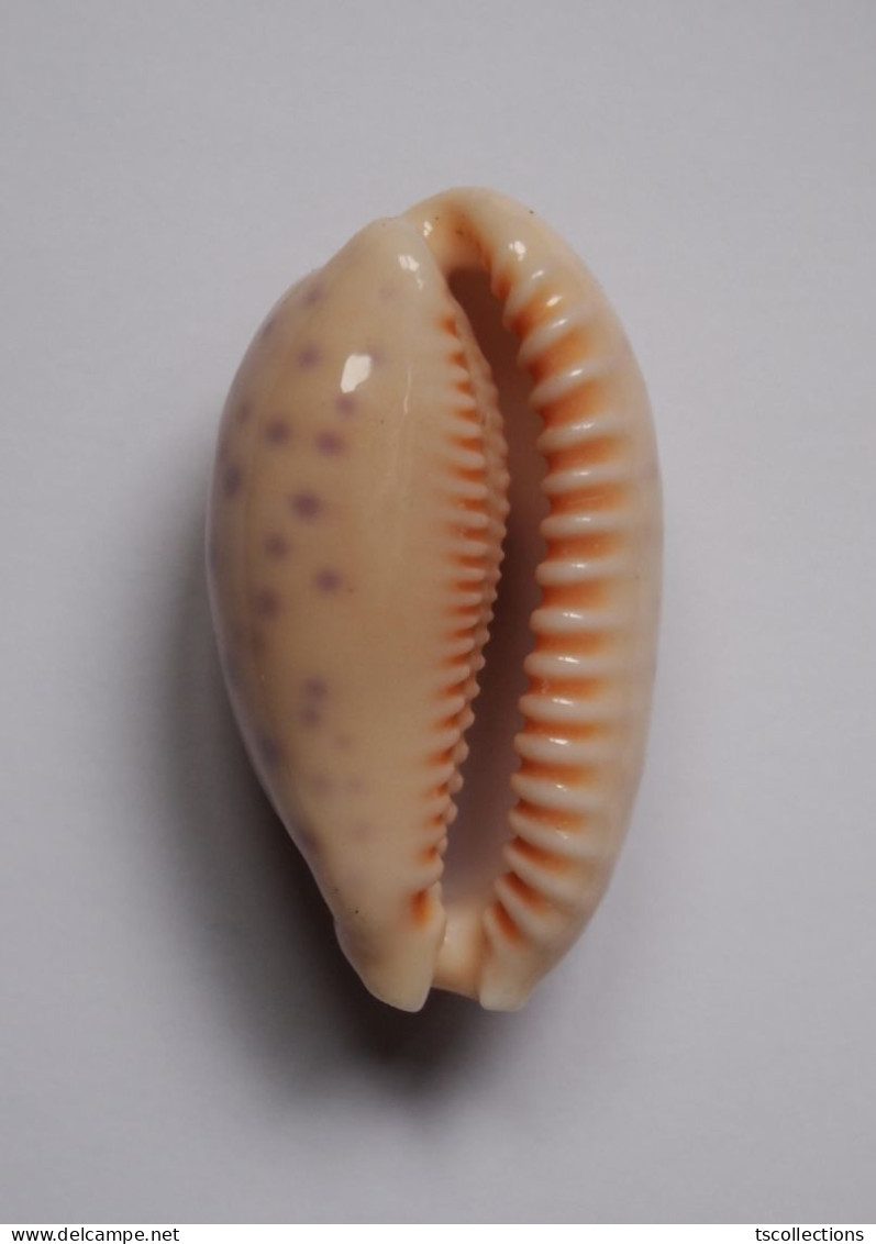 Cypraea Chinensis - Coquillages