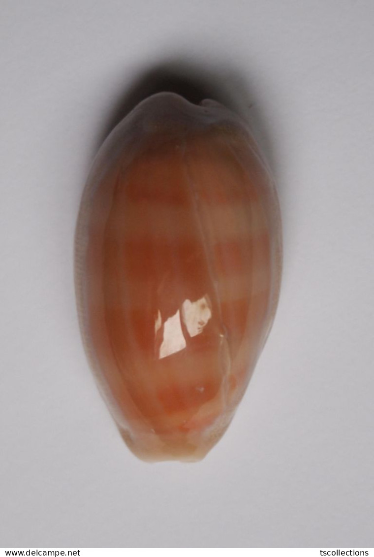 Cypraea Carneola - Coquillages
