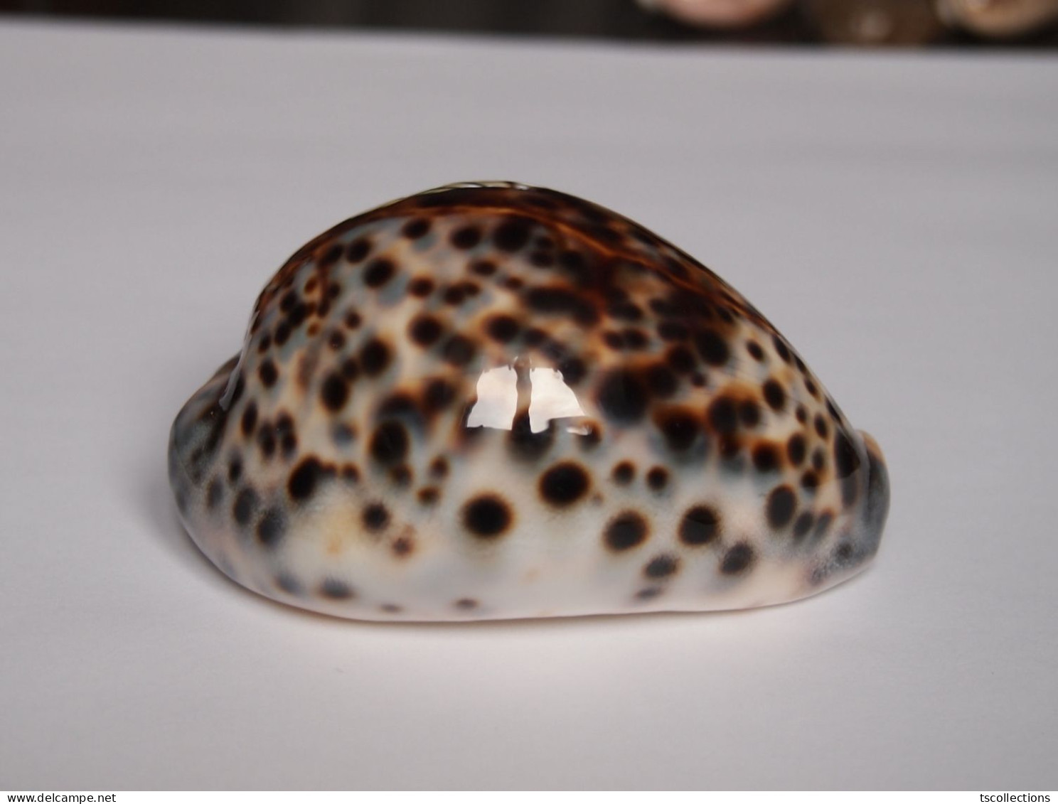 Cypraea Tigris - Coquillages