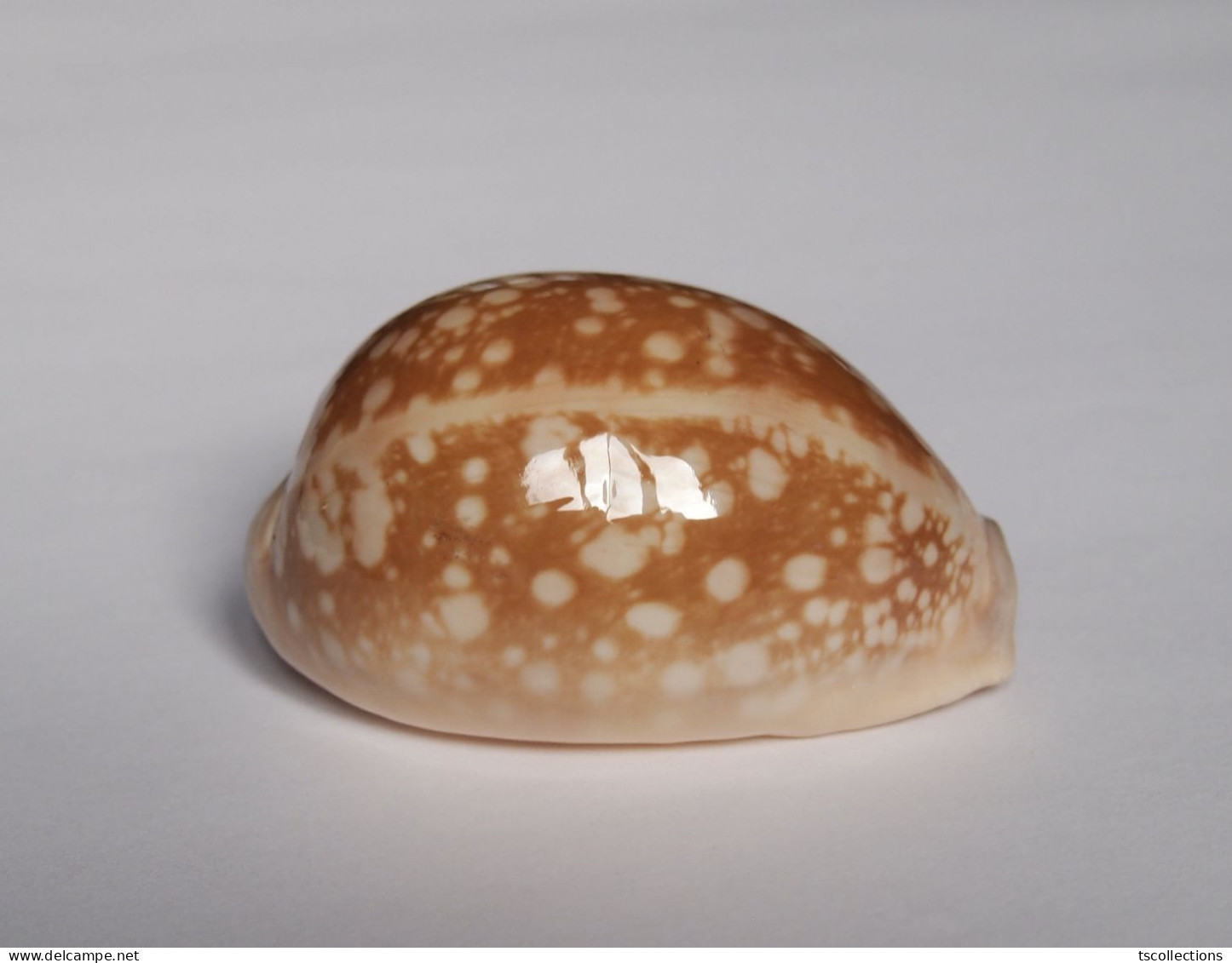 Cypraea Nivosa - Seashells & Snail-shells