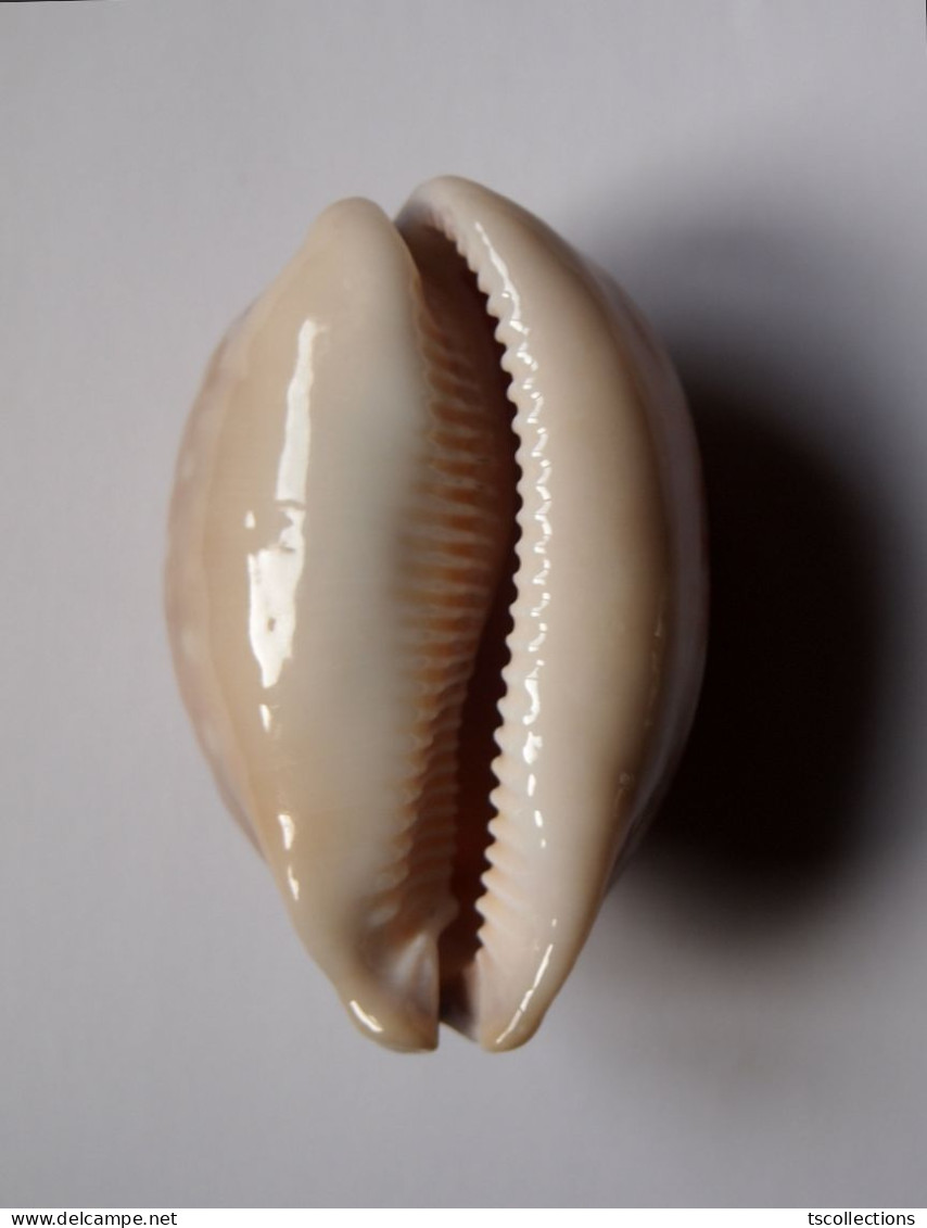 Cypraea Nivosa - Seashells & Snail-shells