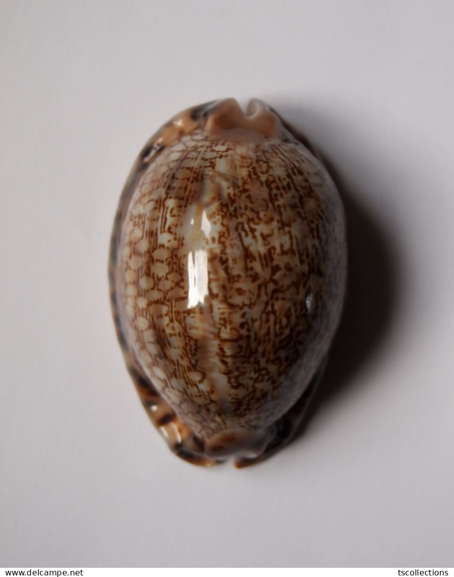 Cypraea Arabica asiatica Gibba - Coquillages