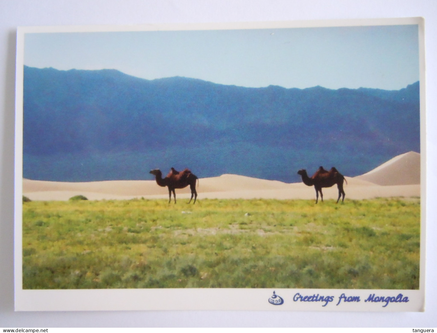 Cpm Greetings From Mongolia Mongolie Camel Kameel Chameau - Mongolie