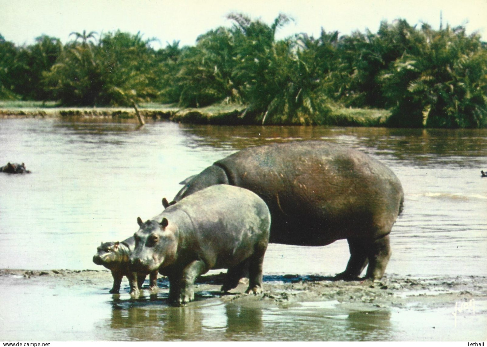 Ref ( 14024 )  Hippopotames - Hippopotamuses