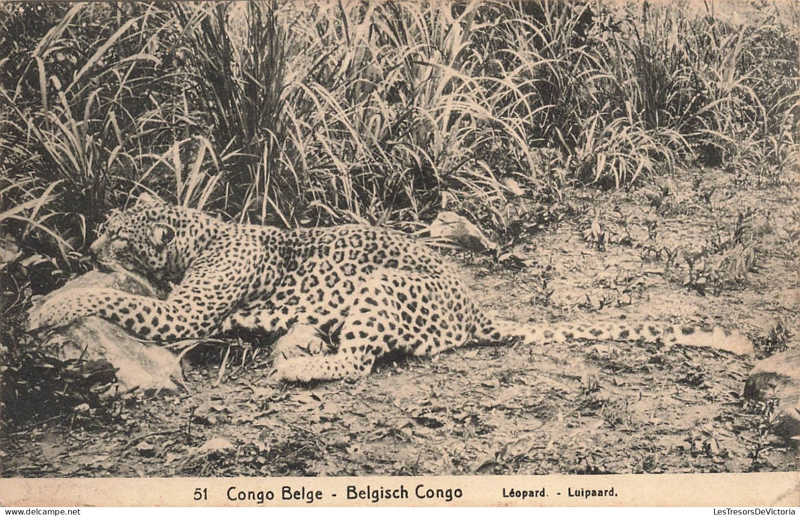 CONGO - Congo Belge - Léopard - Carte Postale Ancienne - Congo Belge