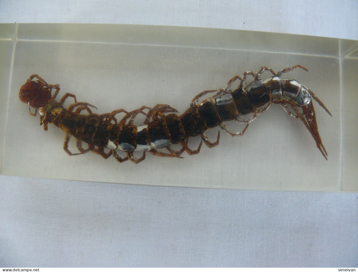 Large  Centipede Scolopendra subspinipes Education Insect Specimen   #2115