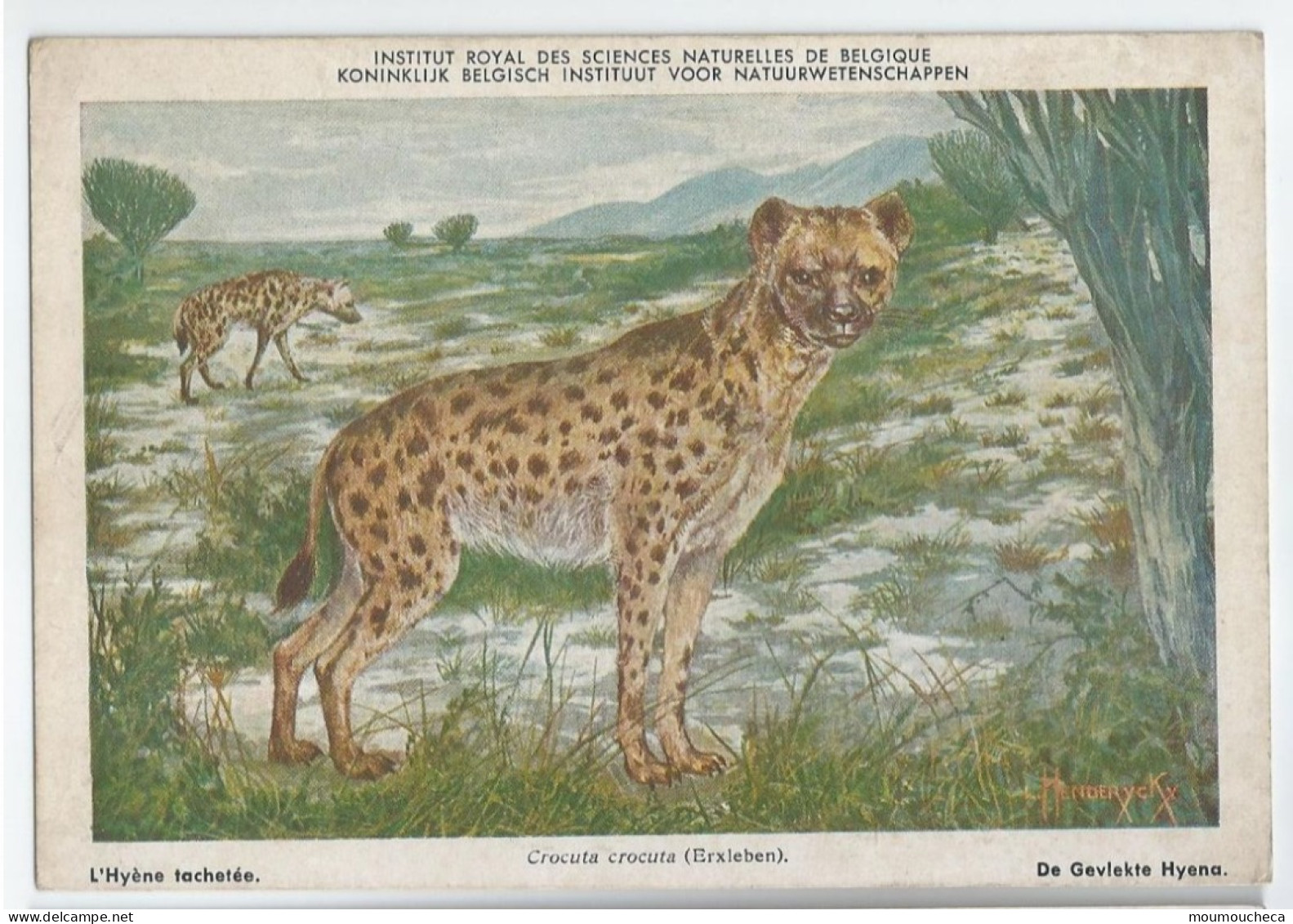 CP : Institut Royal Des Sciences Naturelles De Belgique - Mammiferes Du Congo Belge -  4 L'Hyène Tachetée (2 Scans) - Sammlungen & Sammellose