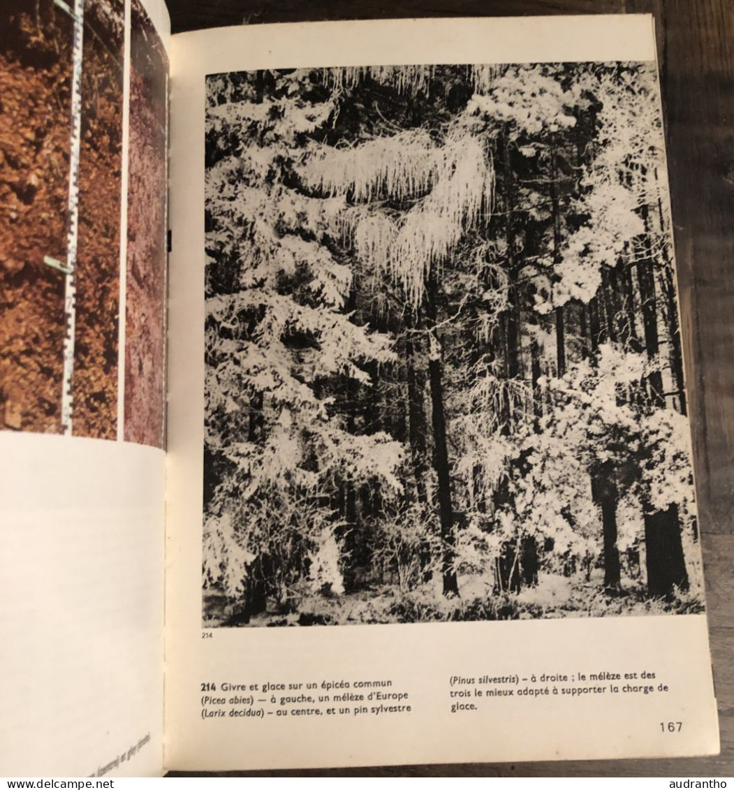 ENCYCLOPEDIE ILLUSTREE DE LA FORET - Grund - J. Janik 1980