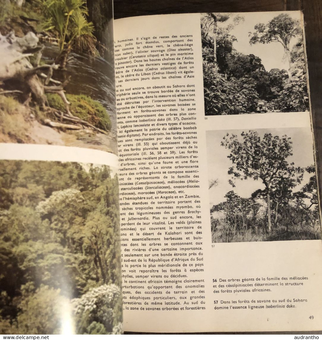 ENCYCLOPEDIE ILLUSTREE DE LA FORET - Grund - J. Janik 1980