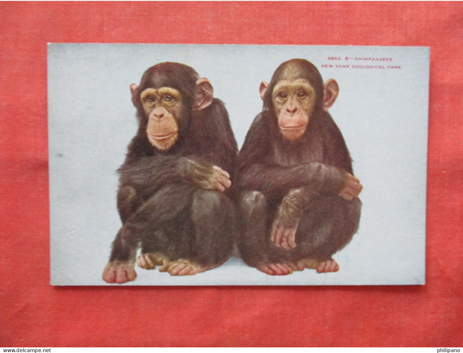 Chimpanzees. NY Zoo    Ref 6234 - Singes