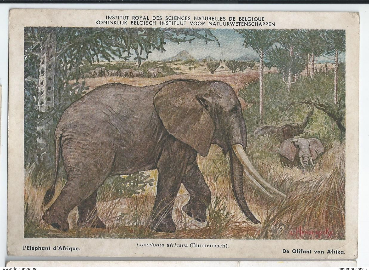 CP : Institut Royal Des Sciences Naturelles De Belgique - Mammiferes Du Congo Belge -  6 L'Eléphant D'Afrique (2 Scans) - Collections & Lots