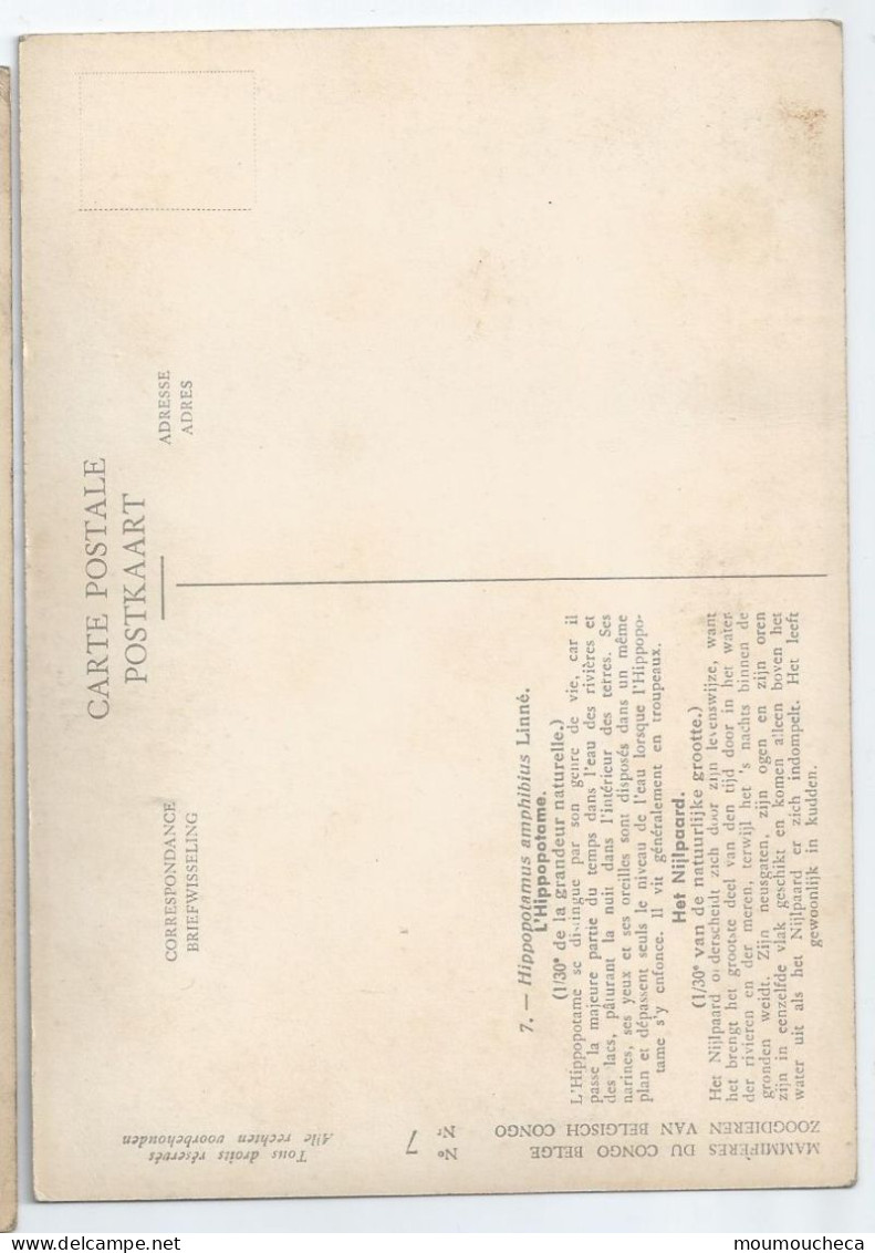 CP : Institut Royal Des Sciences Naturelles De Belgique - Mammiferes Du Congo Belge - 7 L'Hippopotame (2 Scans) - Collections & Lots