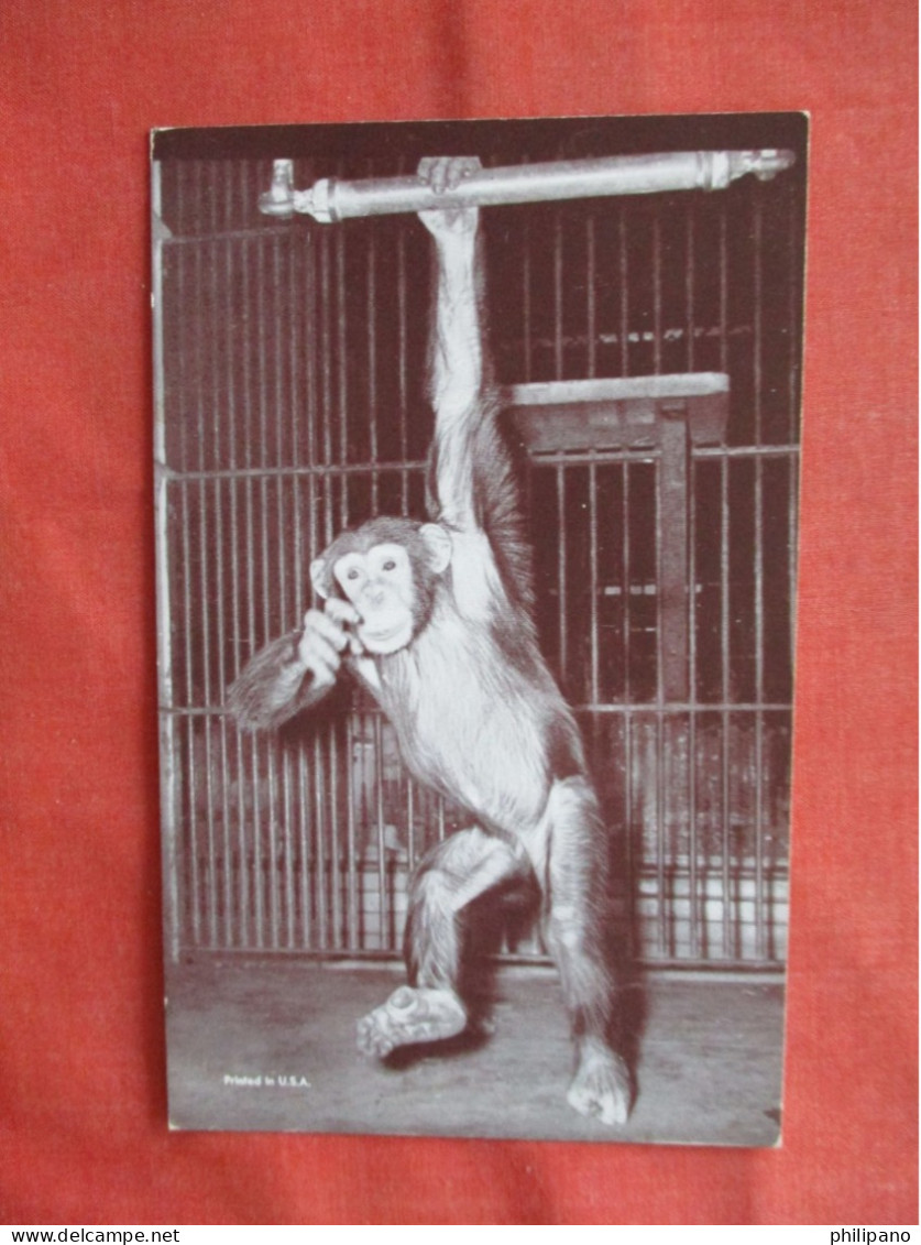Sheba  The Chimpanzee  Chicago Zoo     Ref 6234 - Singes