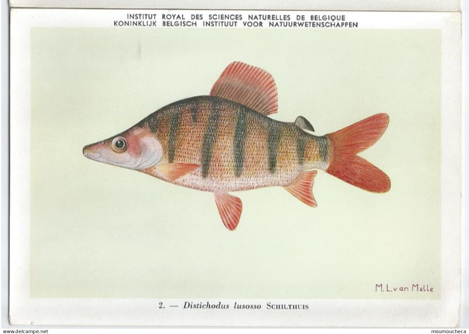 CP : Institut Royal Des Sciences Naturelles De Belgique - Poissons Du Congo Belge - 2 Distichodus Lusosso (2 Scans) - Verzamelingen & Kavels