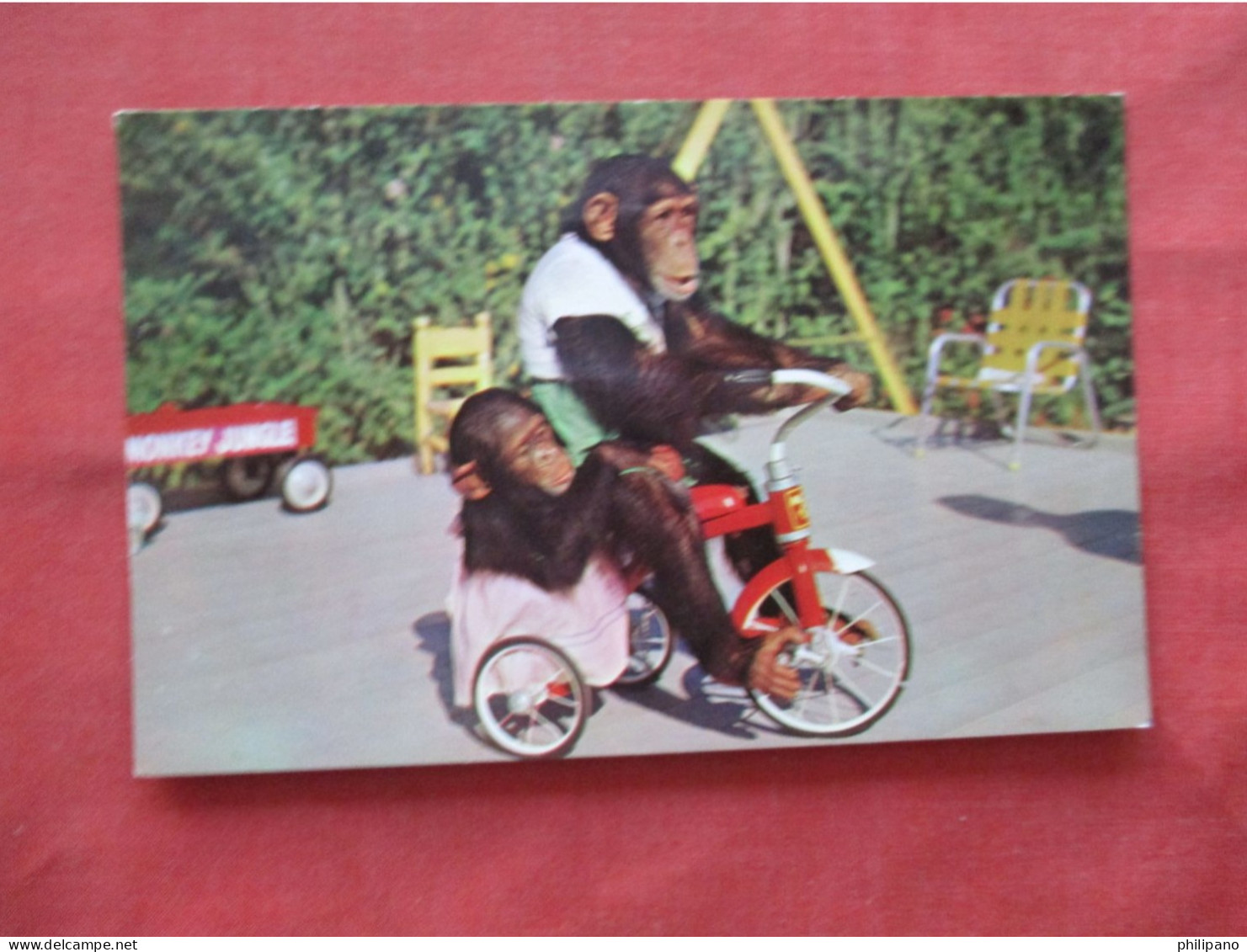 Riding A Tricycle.    MONKEY JUNGLE Near MIAMI FL.    Ref 6234 - Singes