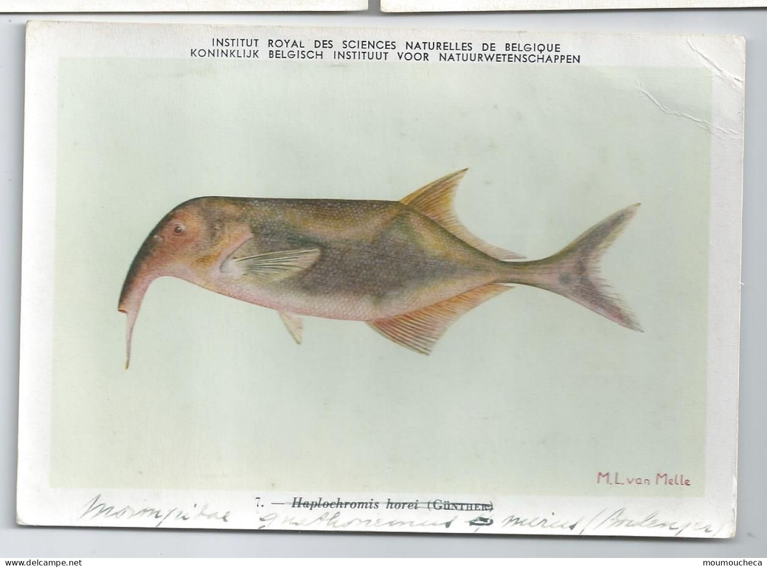 CP : Institut Royal Des Sciences Naturelles De Belgique - Poissons Du Congo Belge - 7  (2 Scans) - Collections & Lots