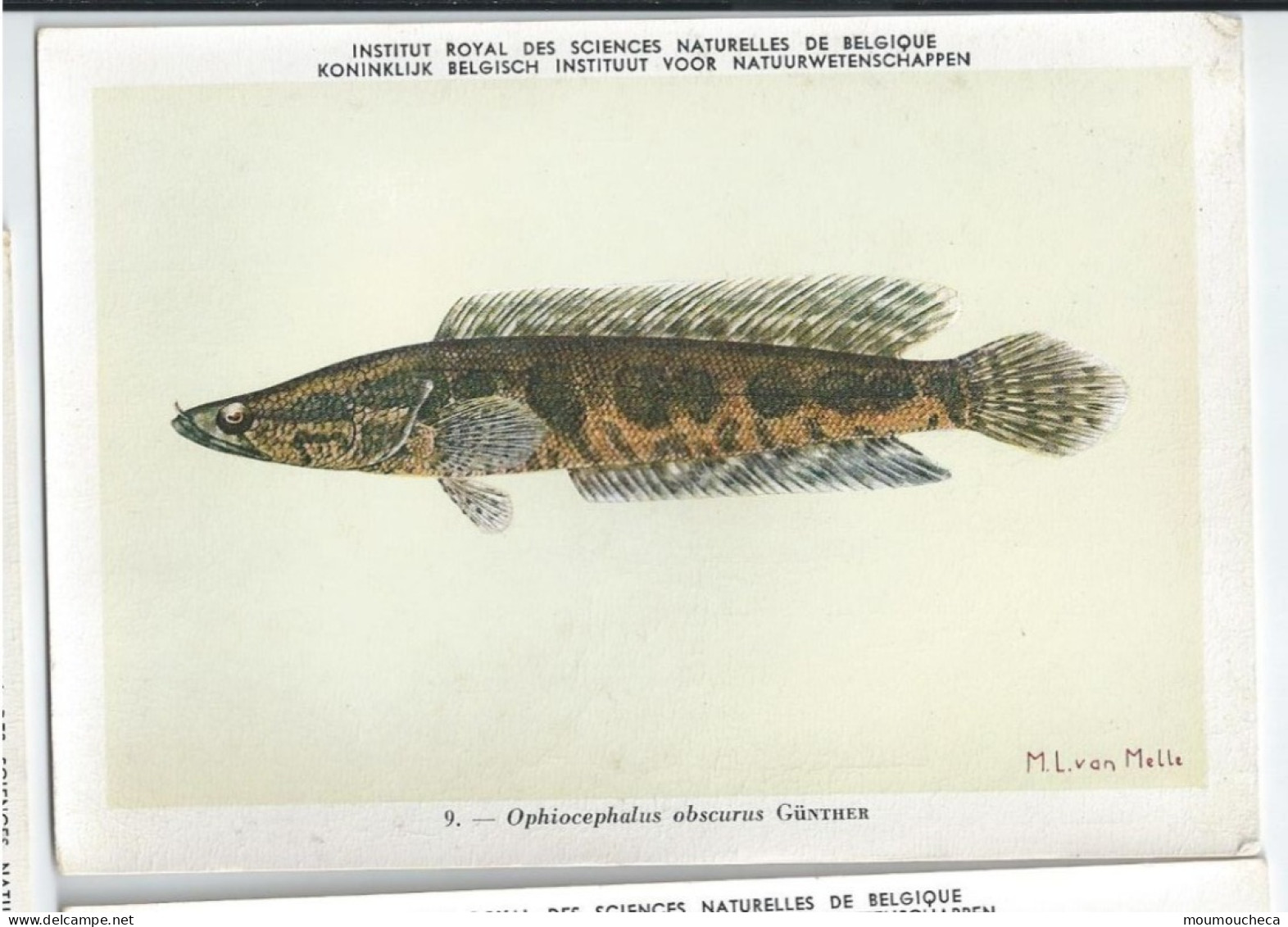 CP : Institut Royal Des Sciences Naturelles De Belgique - Poissons Du Congo Belge - 9 Ophiocephulus (2 Scans) - Collezioni E Lotti