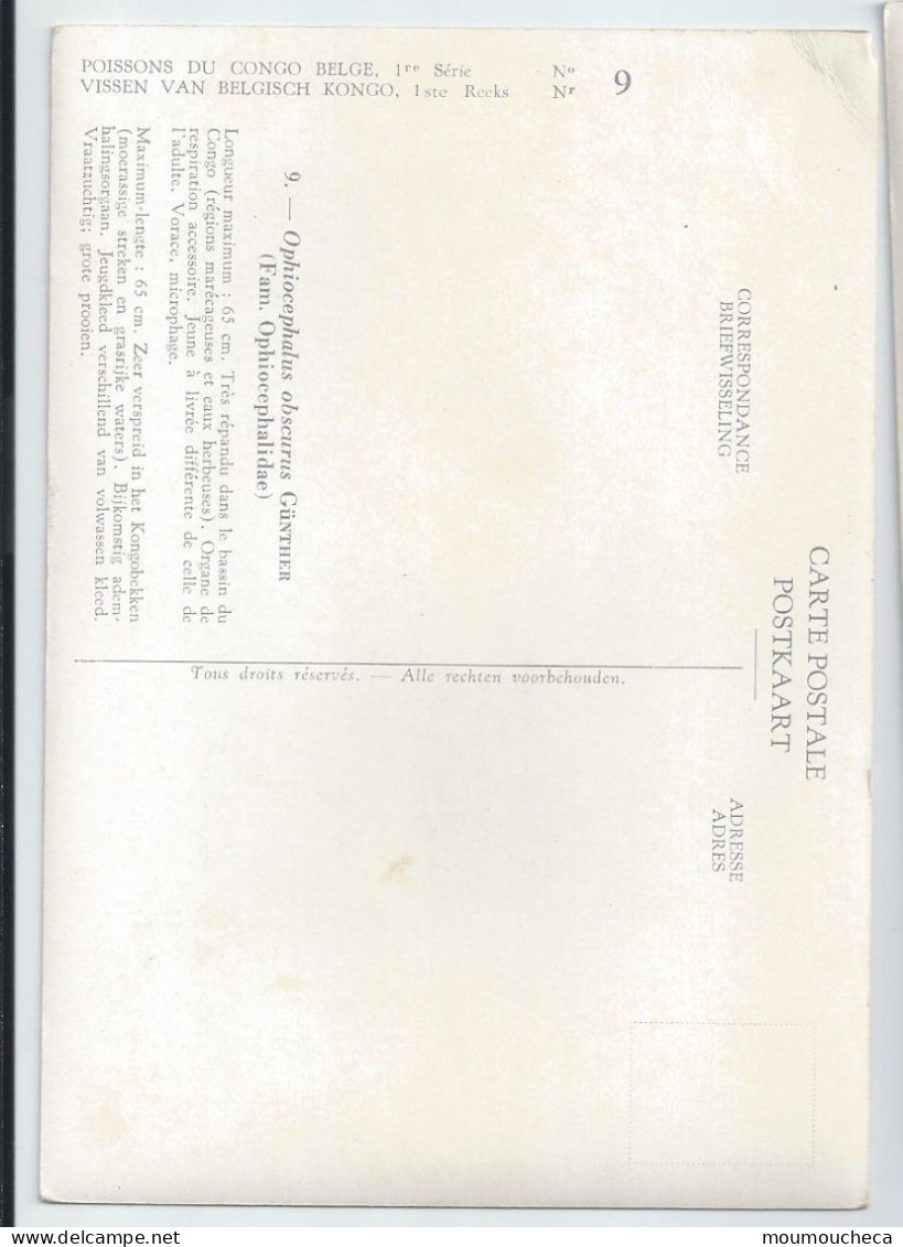 CP : Institut Royal Des Sciences Naturelles De Belgique - Poissons Du Congo Belge - 9 Ophiocephulus (2 Scans) - Collections & Lots