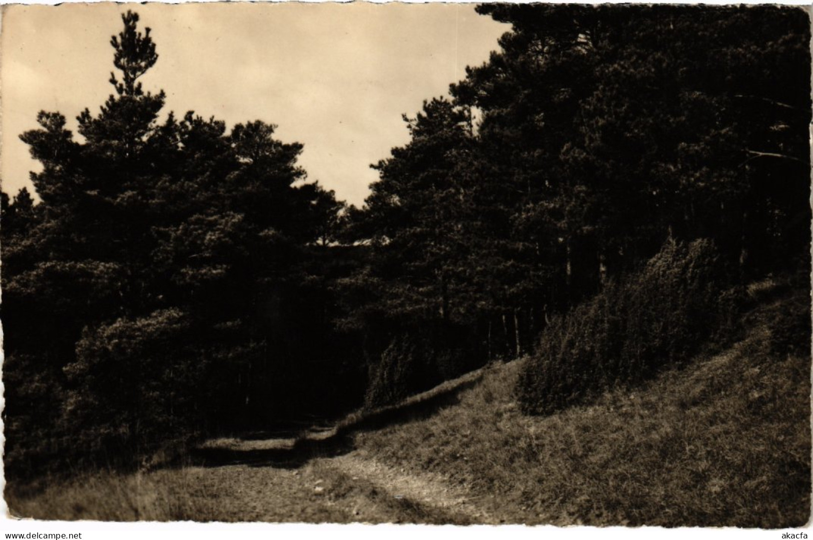 CPA BOISSY-la-RIVIERE Un Chemin (1355354) - Boissy-la-Rivière