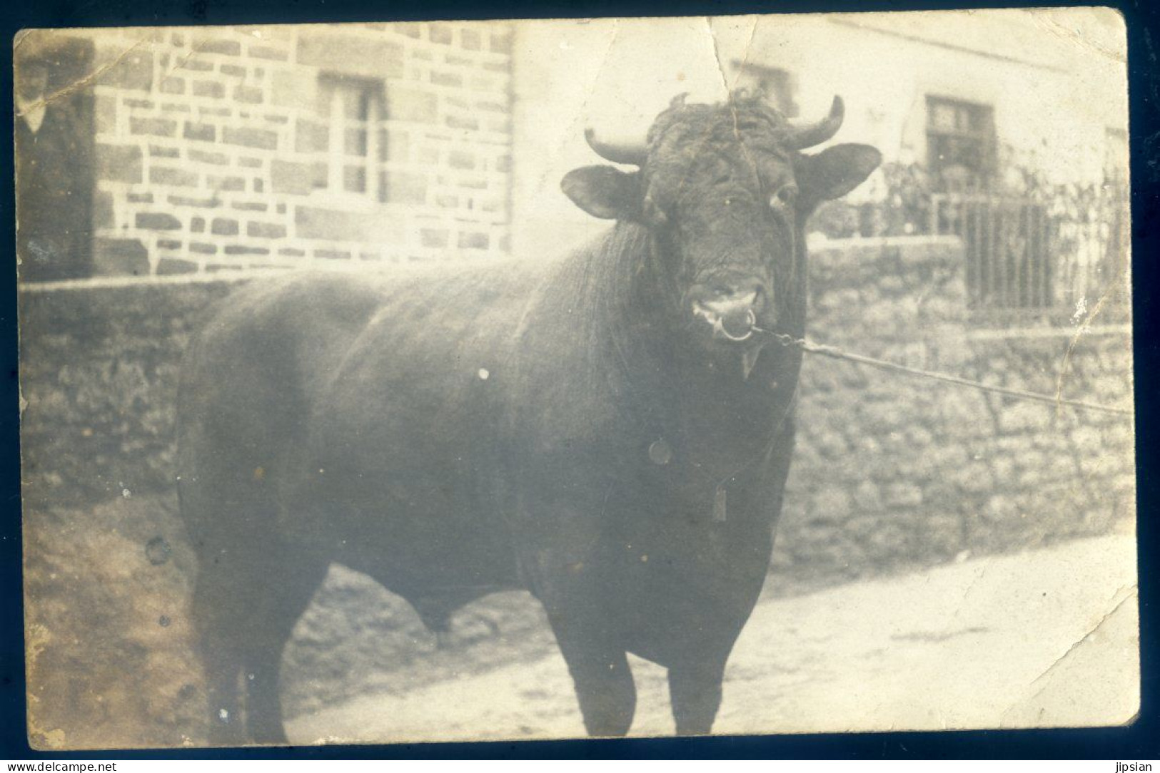 Cpa Carte Photo D' Un Taureau   LANR97 - Taureaux