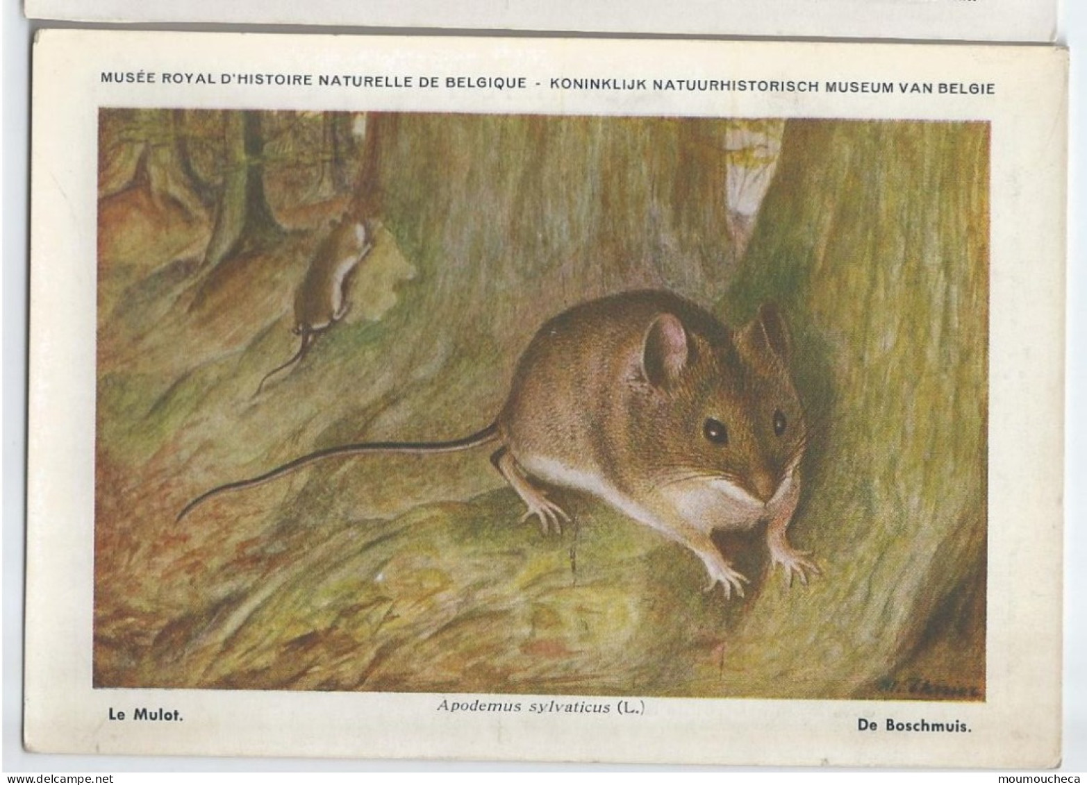 CP : Musée Royal D'histoire Naturelle De Belgique - Mammifères - 7 Le Mulot (2 Scans) - Sammlungen & Sammellose