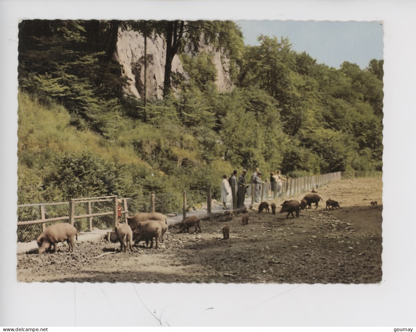 Allemagne Warstein Im Sauerland - Wildschweingehege (enclos Pour Sangliers) - Warstein