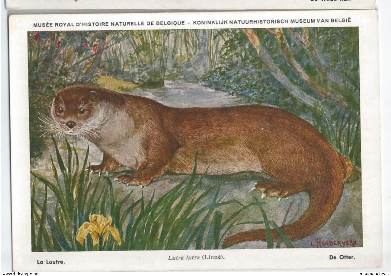 CP : Musée Royal D'histoire Naturelle De Belgique - Mammifères - 18 La Loutre (2 Scans) - Sammlungen & Sammellose