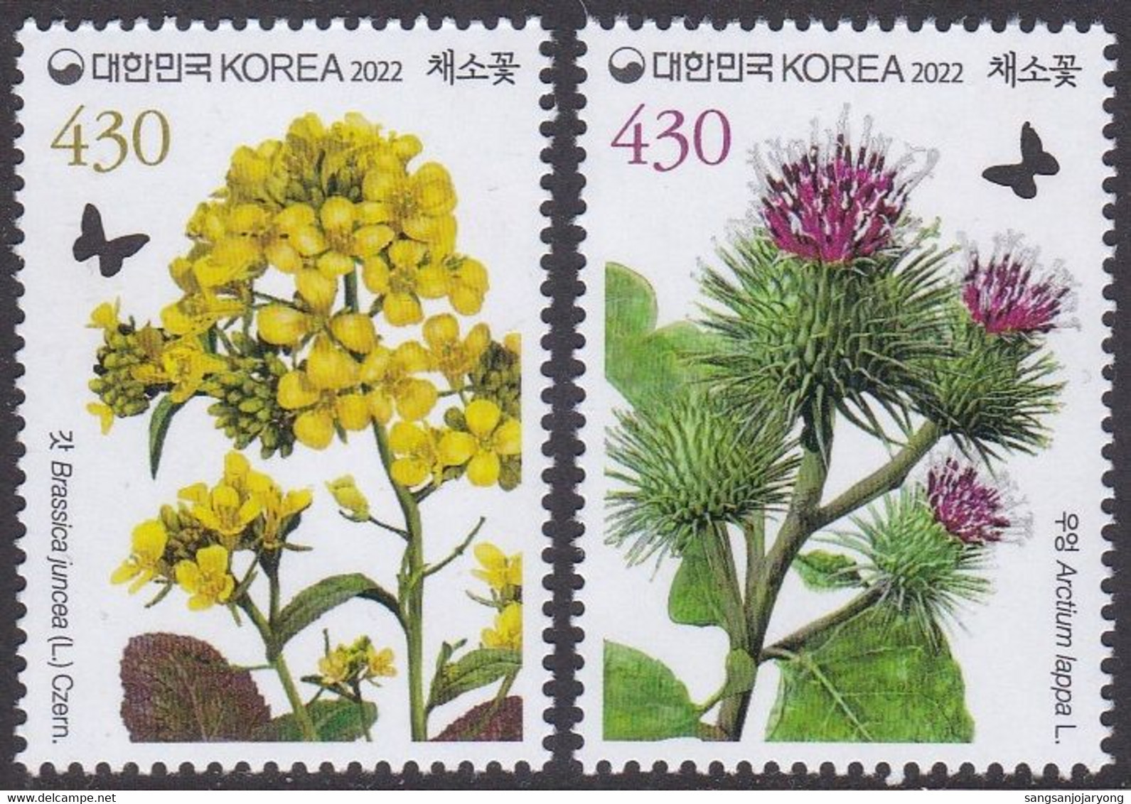 South Korea KPCC2957-8 Flowering Vegetable Plant, Burdock, Mustard Leaf, Plantes - Légumes