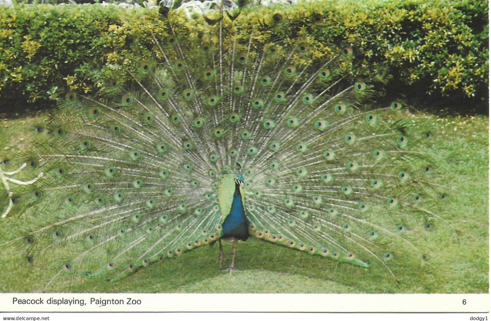 PEACOCK, PAIGNTON ZOO, PAIGNTON, DEVON, ENGLAND. UNUSED POSTCARD   Zf8 - Paignton