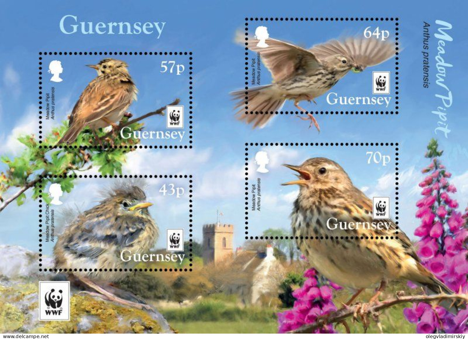 Guernsey 2017 WWF Rare Birds Anthus Pratensis Set Of 4 Stamps In Block Mint - Passeri