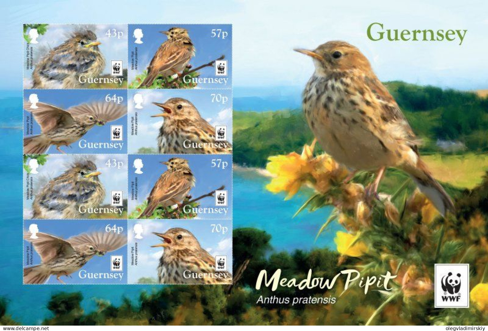 Guernsey 2017 WWF Rare Birds Anthus Pratensis Set Of 4 Stamps Special Sheetlet Mint - Mussen