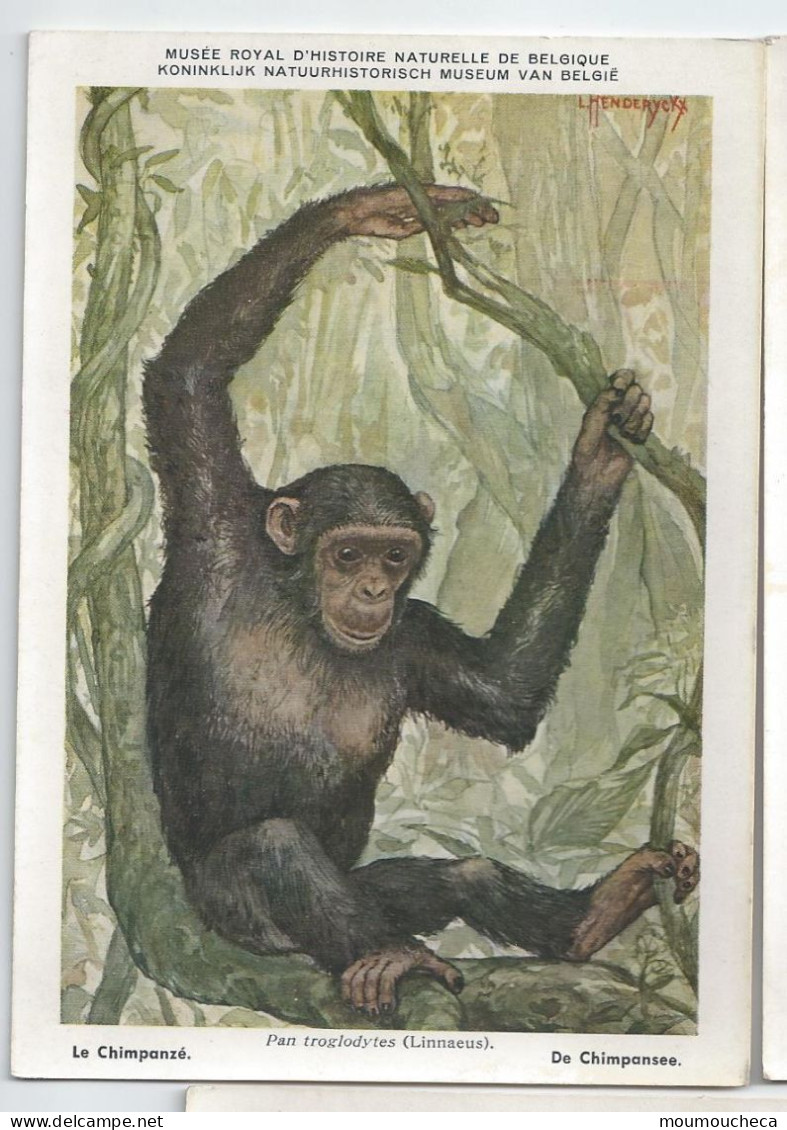 CP : Musée Royal D'histoire Naturelle De Belgique - Mammifères Protégé Au Congo - 2 Le Chimpanzé (2 Scans) - Verzamelingen & Kavels