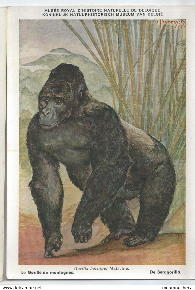 CP : Musée Royal D'histoire Naturelle De Belgique - Mammifères Protégé Au Congo - 1 Le Gorille De Montagne (2 Scans) - Colecciones Y Lotes