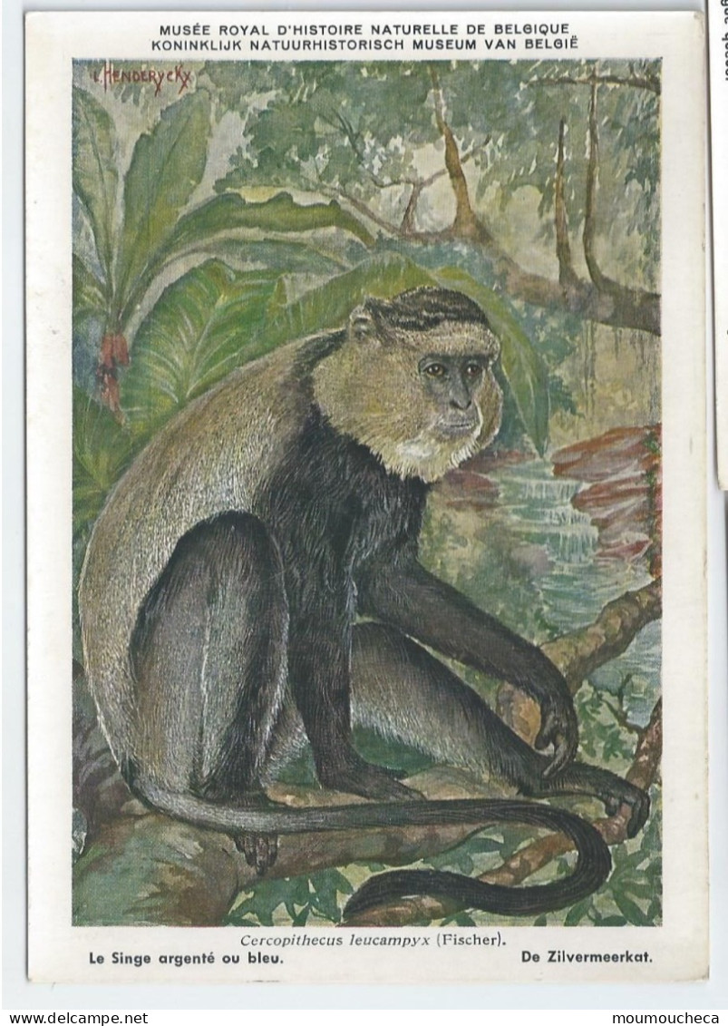 CP : Musée Royal D'histoire Naturelle De Belgique - Mammifères Protégé Au Congo - 7 Le Singe Argenté Ou Bleu (2 Scans) - Sammlungen & Sammellose