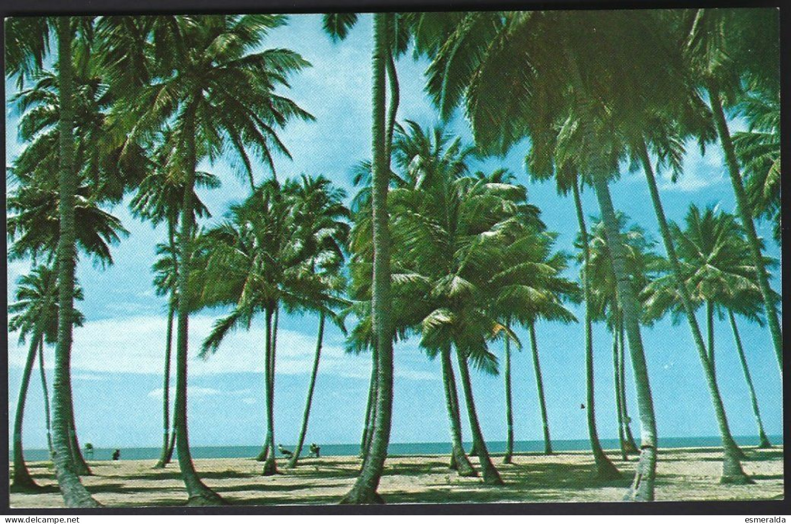 (PAN) CP Photo:Herbert E.Miller-Arbres,palmiers, Puerto Rico's World Renown Luquillo Beach .unused - Puerto Rico