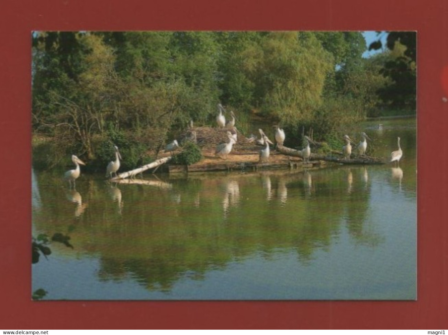 VILLARS LES DOMBES - Parc Départemental Des Oiseaux - Pélicans - Villars-les-Dombes