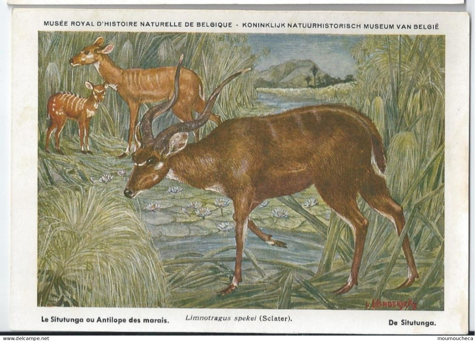 CP : Musée Royal D'histoire Naturelle De Belgique - Mammifères Protégés Au Congo - 16 Antilope Des Marais (2 Scans) - Collections & Lots