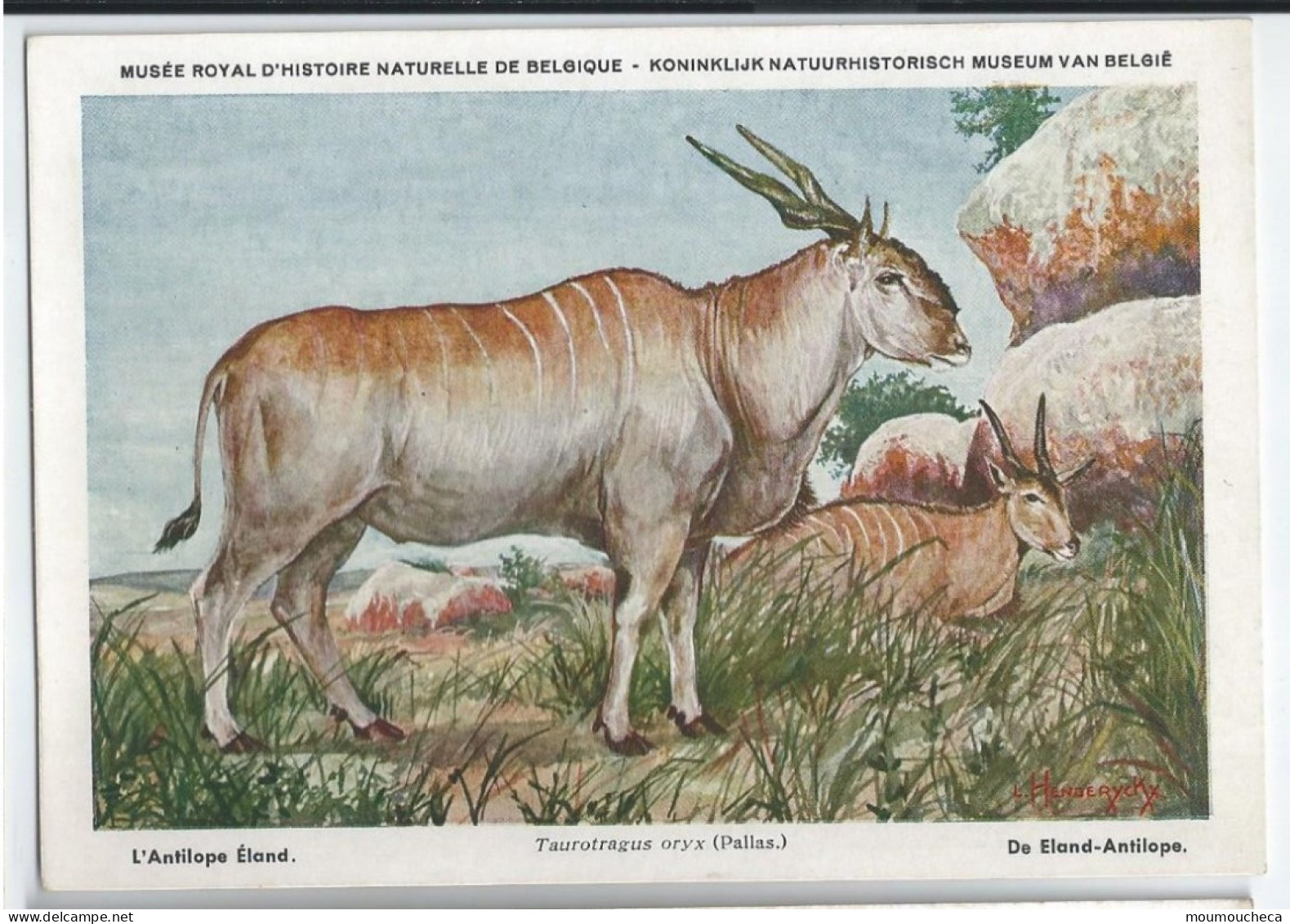 CP : Musée Royal D'histoire Naturelle De Belgique - Mammifères Protégés Au Congo - 19 L'antilope éland (2 Scans) - Sammlungen & Sammellose