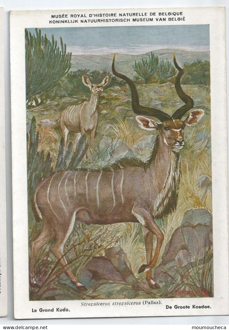 CP : Musée Royal D'histoire Naturelle De Belgique - Mammifères Protégés Au Congo - 17 Le Grand Kudu (2 Scans) - Collezioni E Lotti