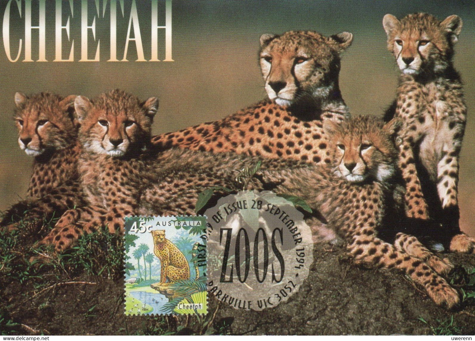 Australien 1994. Tiere In Australischen Zoos, Gepard (Acinonyx Ubates), Mi 1430, Maximumkarte, Bedarf - Lettres & Documents