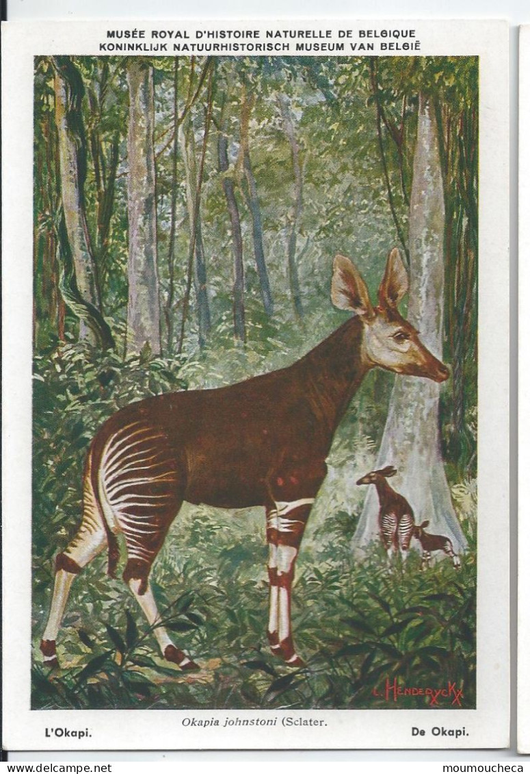 CP : Musée Royal D'histoire Naturelle De Belgique - Mammifères Protégés Au Congo - 21 Okapia Johnstoni (2 Scans) - Colecciones Y Lotes