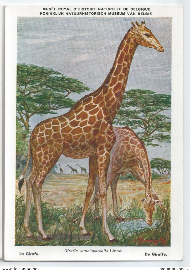 CP : Musée Royal D'histoire Naturelle De Belgique - Mammifères Protégés Au Congo - 22 La Girafe (2 Scans) - Collections & Lots