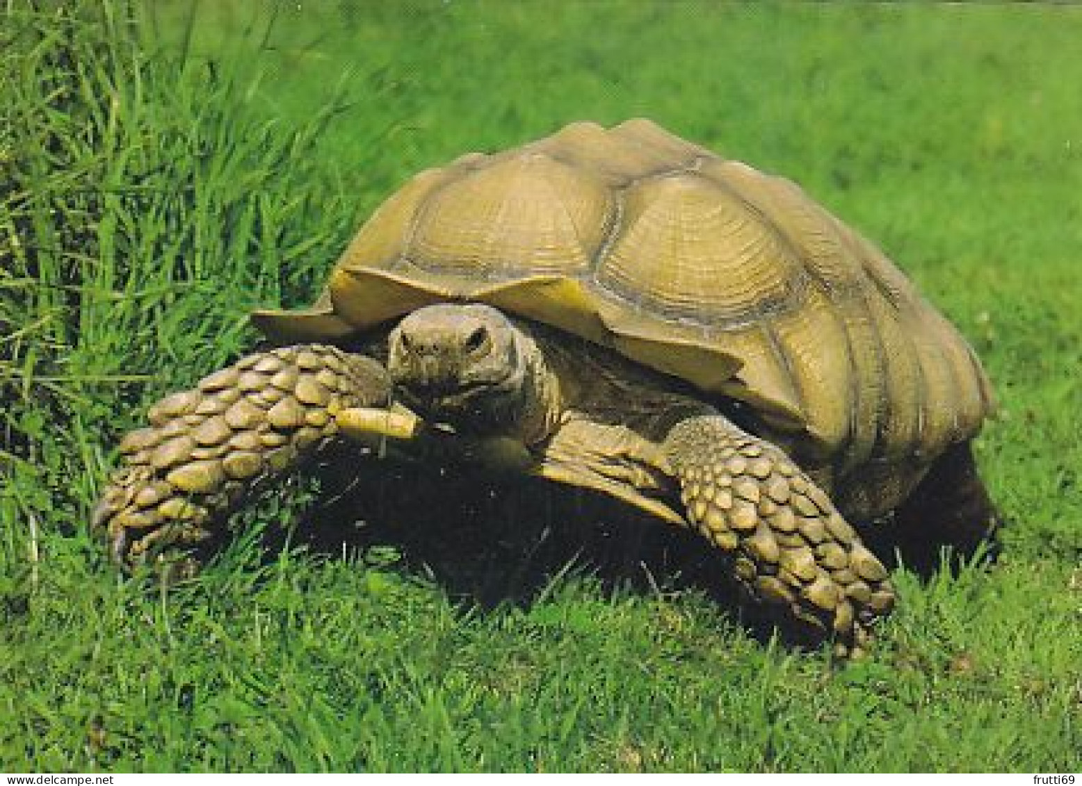 AK 175368 TURTLE / SCHILDKRÖTE - Tortugas