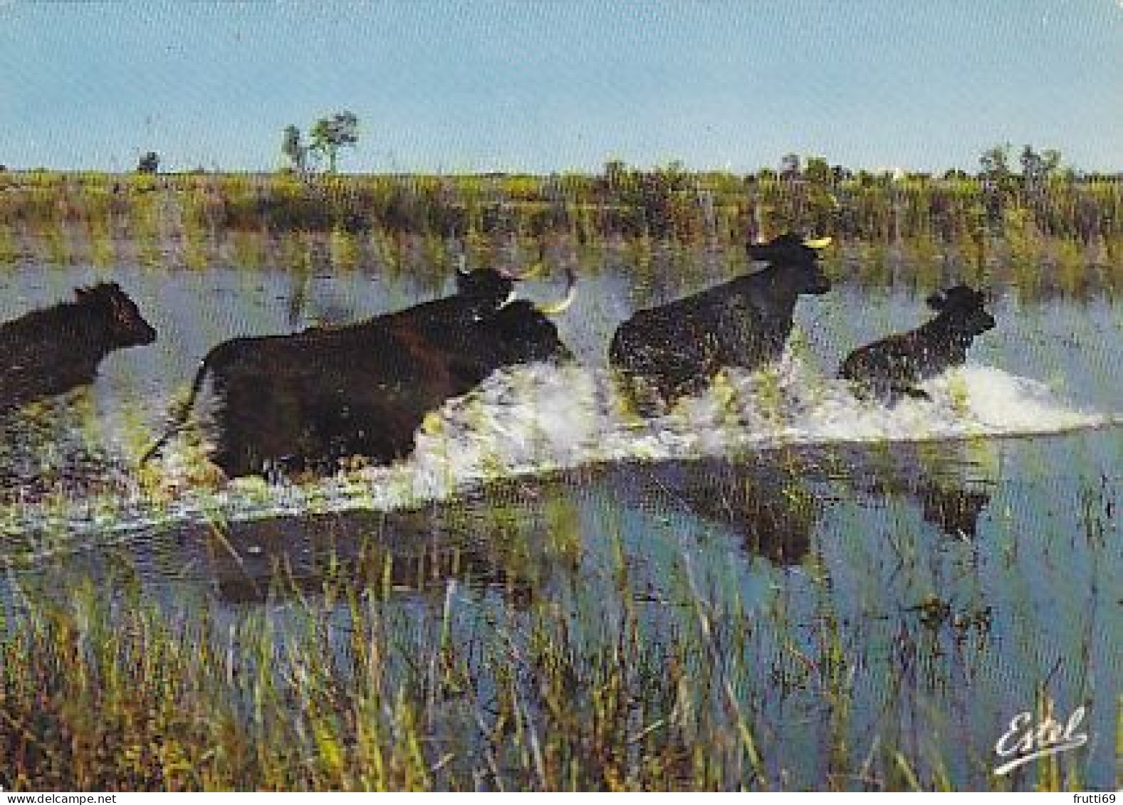 AK 175372 BULL / STIER ...  - En Camargue - Taureaux